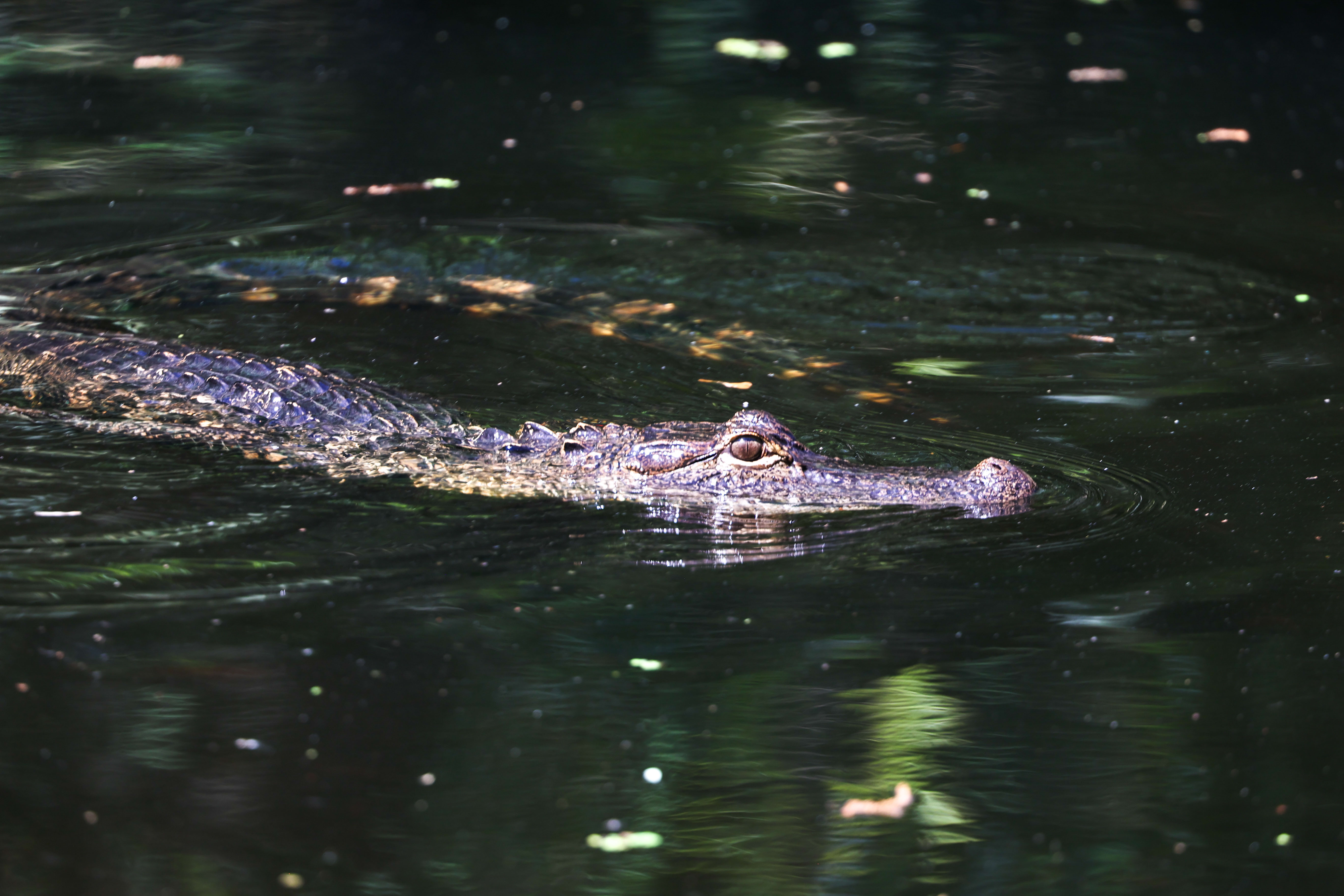 The Tampa Bay Times 'Florida in Focus' newsletter